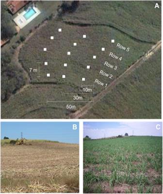 The Effect of Sugarcane Straw Aging in the Field on Cell Wall Composition